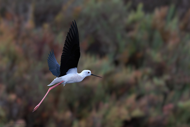  Black-winged stilt in the sun Portugal Algarve